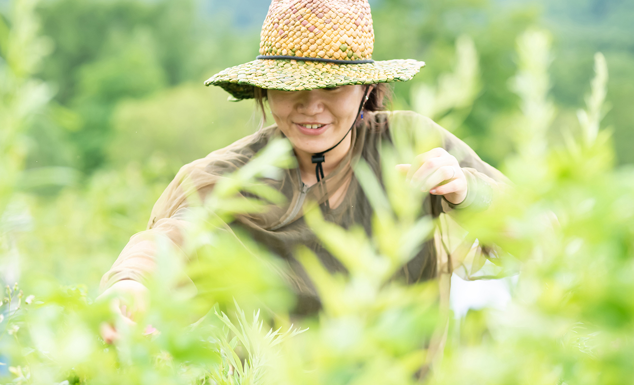 �����ˤʤ�ܥ��˥���ϡ��̳�ƻ��ðĮ�μ������Ǻ���