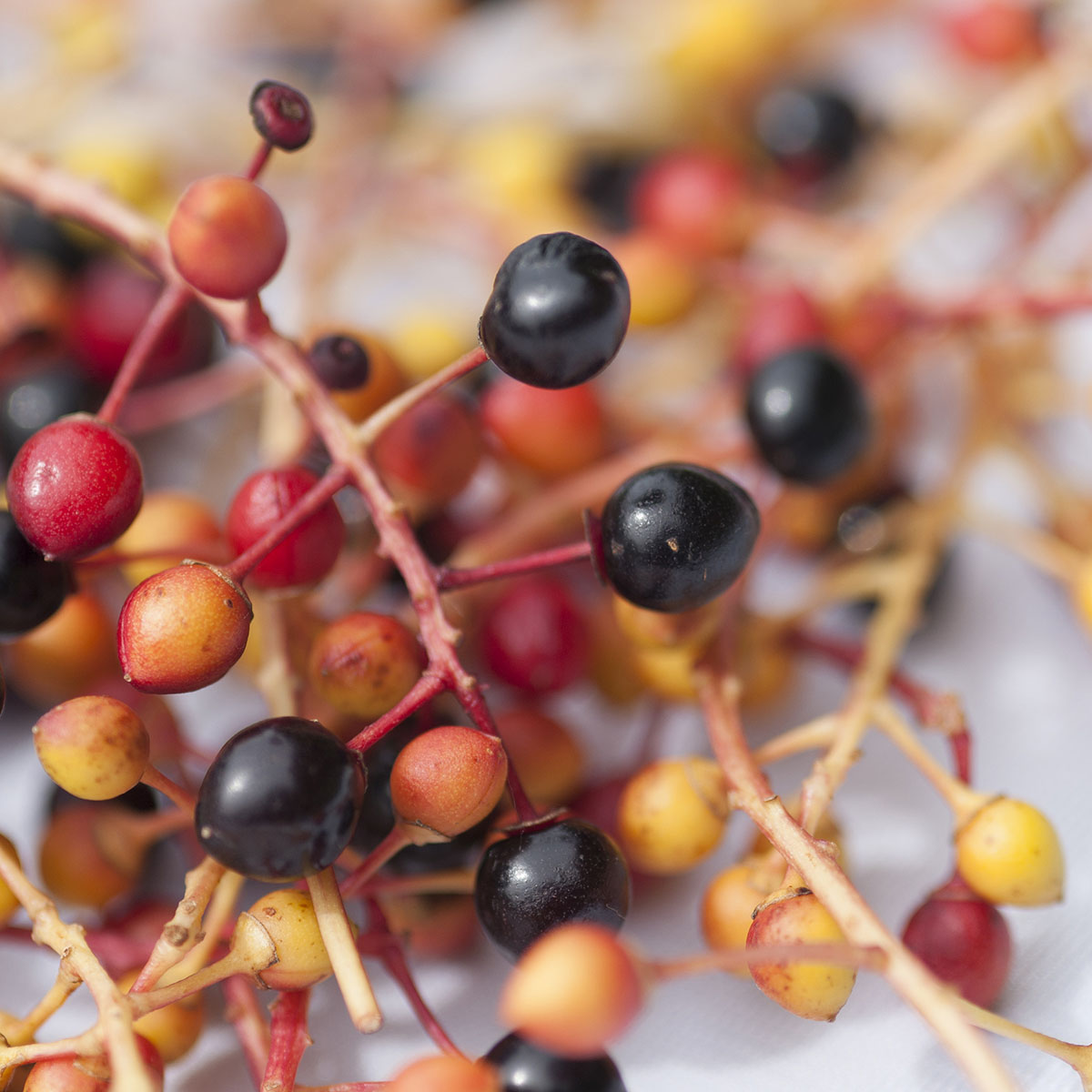 ����ߥ�������