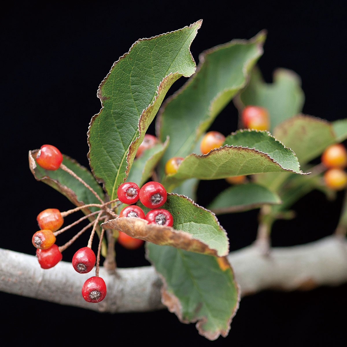 �����Υ����