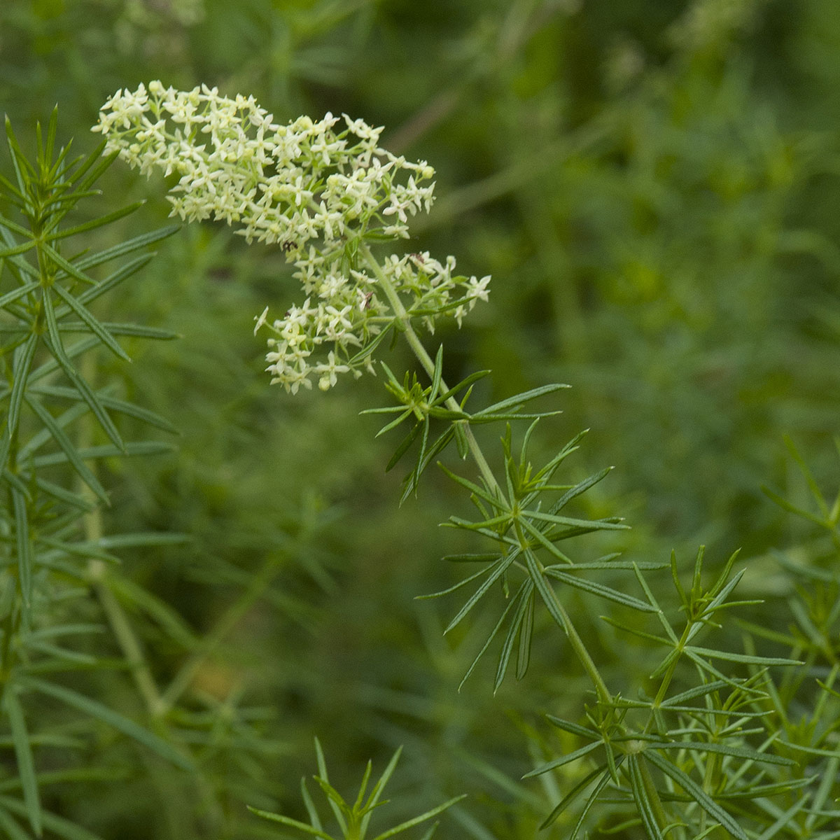 �����Υ����ޥĥ�