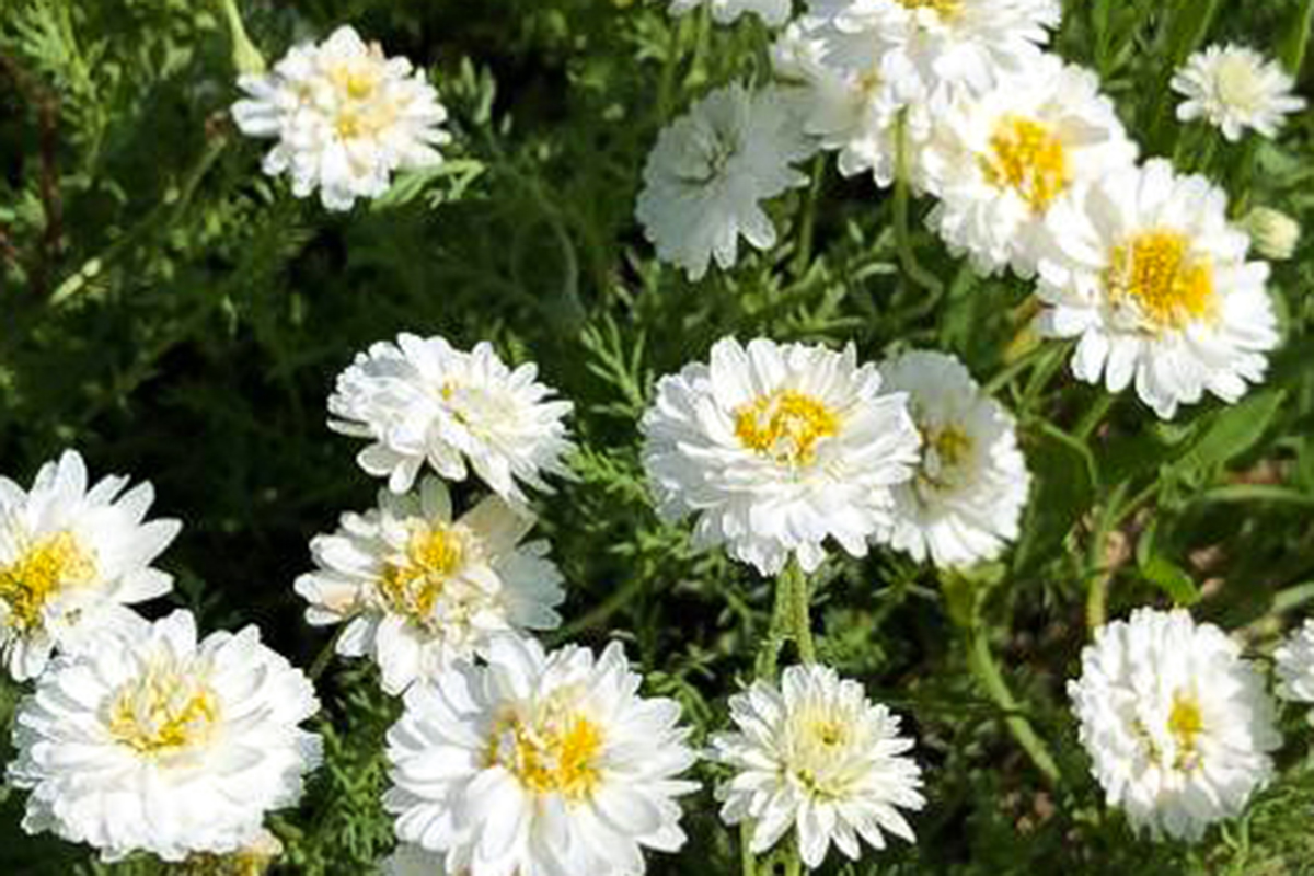 �����ޥ󥫥�ޥ���