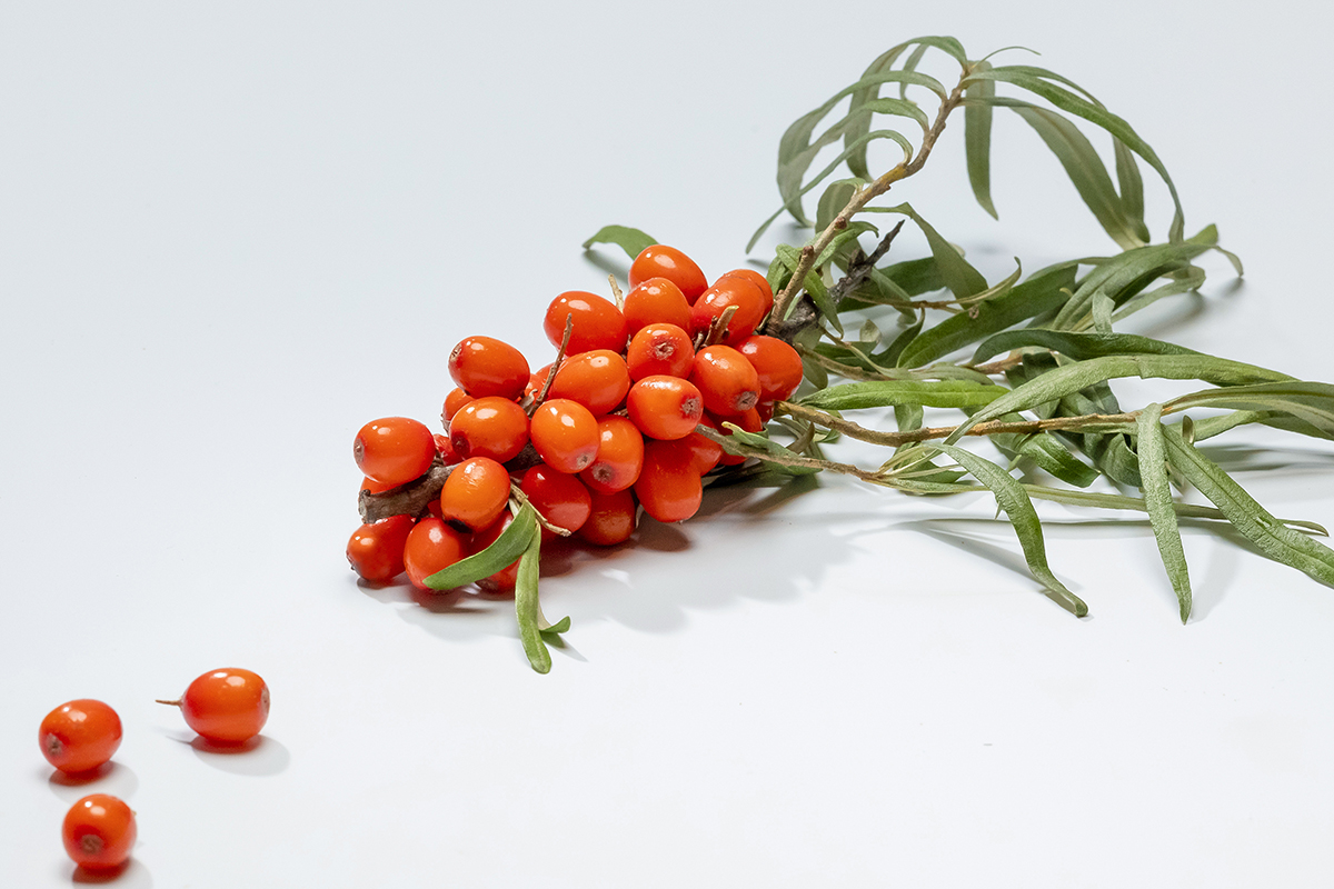 �����٥꡼