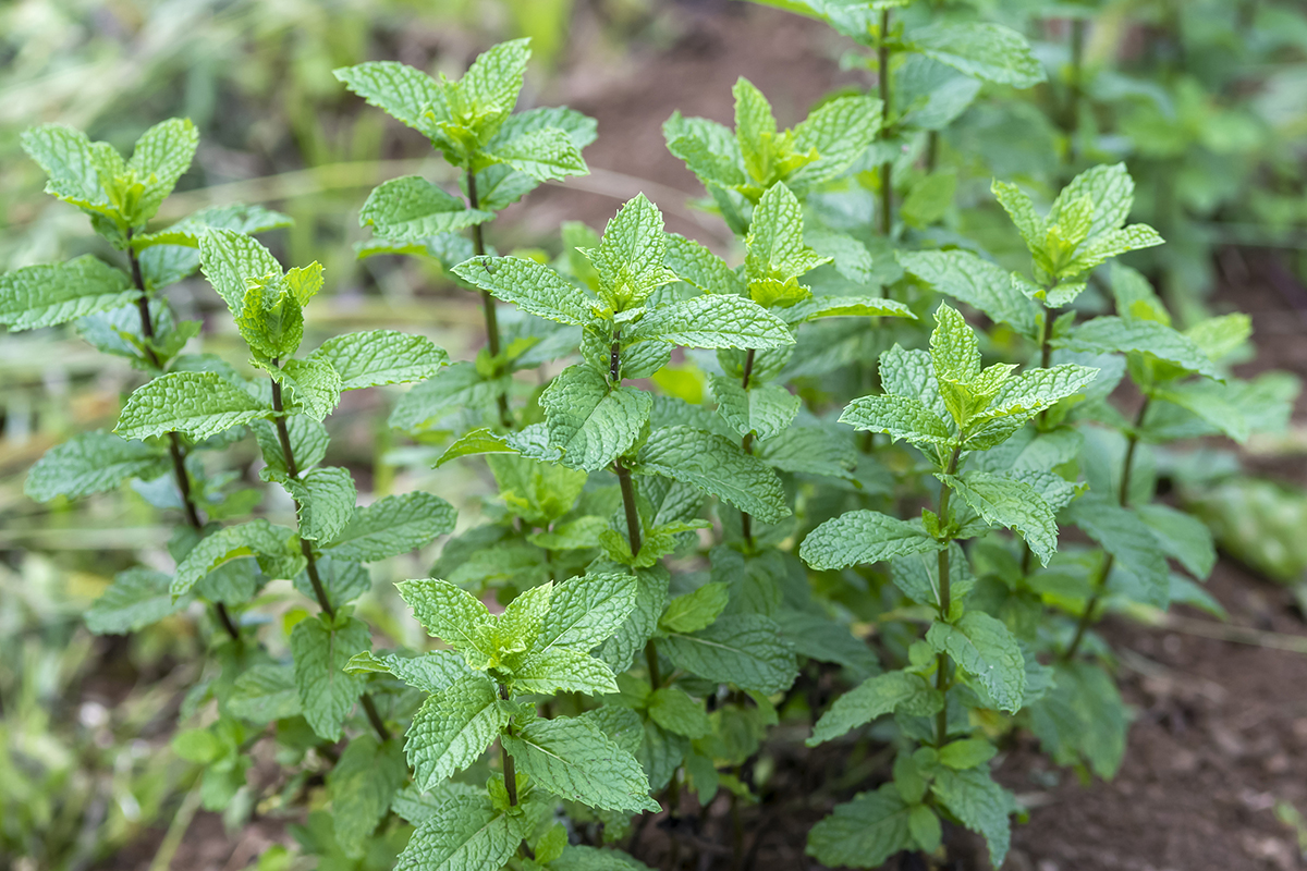 ������Х֥���