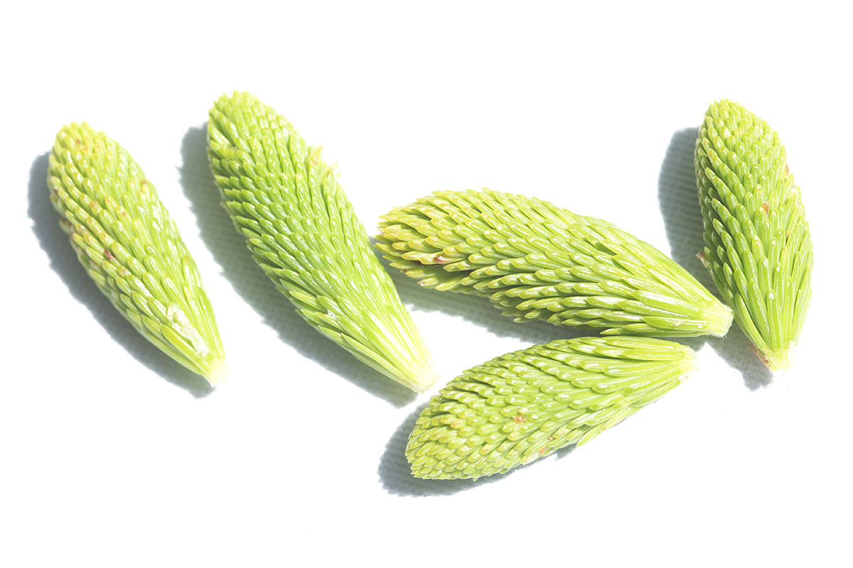 ���������ޥ�