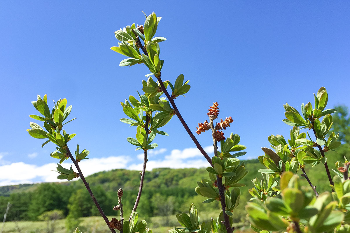 �����ʥ�