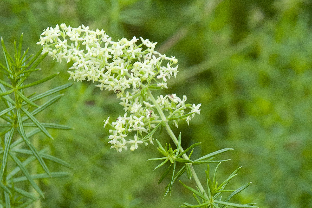 �����Υ����ޥĥ�